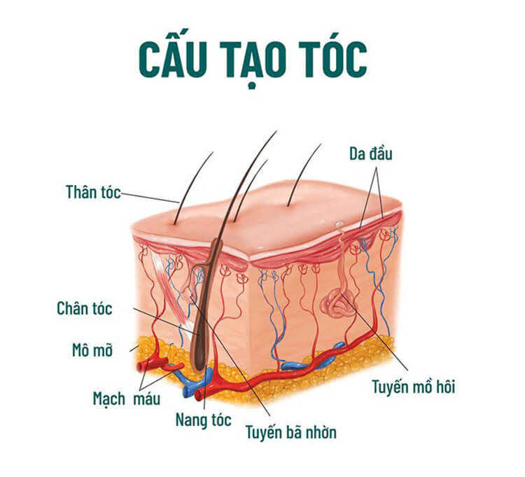 Cấu tạo của sợi tóc như thế nào? Cấu tạo của sợi tóc như thế nào?