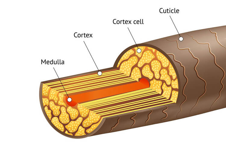 Thân tóc và nang tóc là 2 thành phần chính của sợi tóc Thân tóc và nang tóc là 2 thành phần chính của sợi tóc