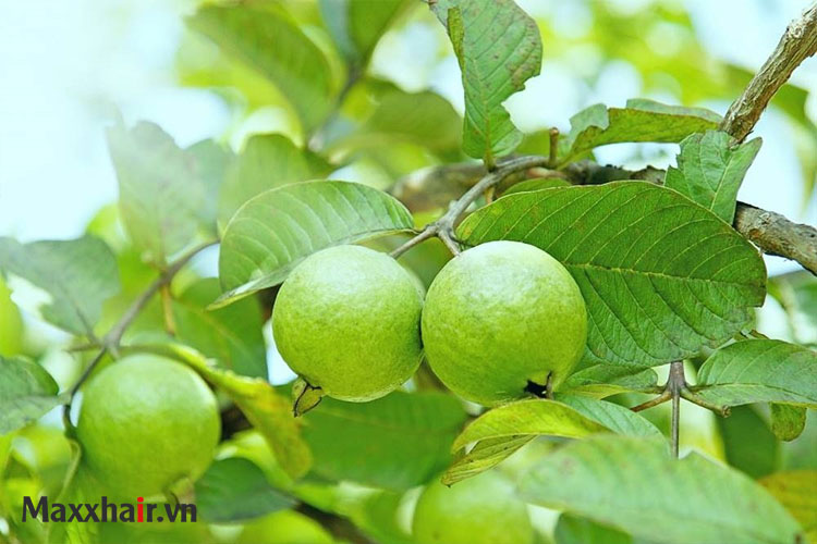 Trị rụng tóc bằng lá ổi có hiệu quả không? 1 Trị rụng tóc bằng lá ổi có hiệu quả không? 1