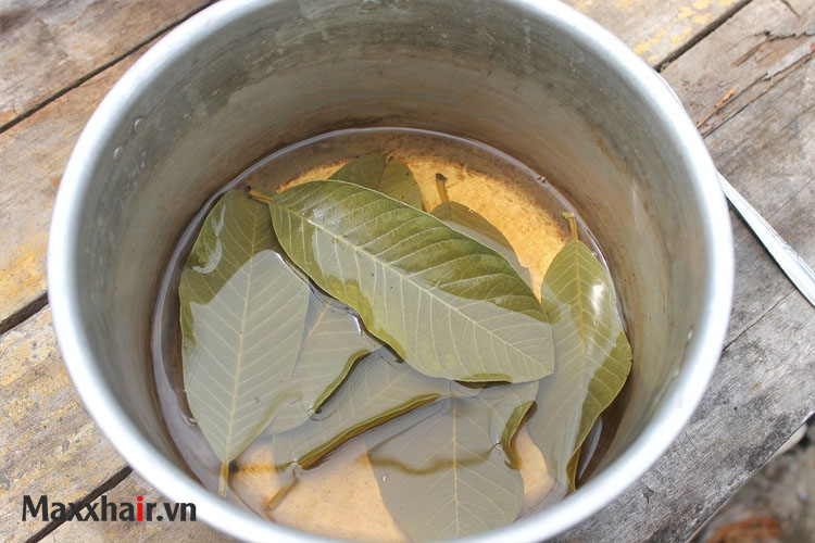 Trị rụng tóc bằng nước lá ổi 1 Trị rụng tóc bằng nước lá ổi 1