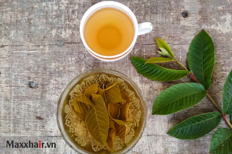 Trà lá ổi trị rụng tóc hiệu quả 1 Trà lá ổi trị rụng tóc hiệu quả 1