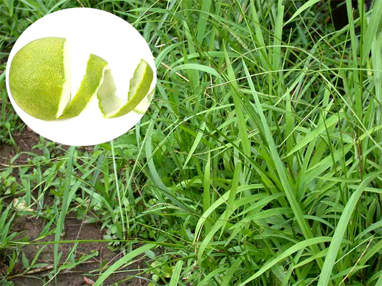 Gội đầu bằng hỗn hợp vỏ bưởi và cỏ mần trầu Gội đầu bằng hỗn hợp vỏ bưởi và cỏ mần trầu