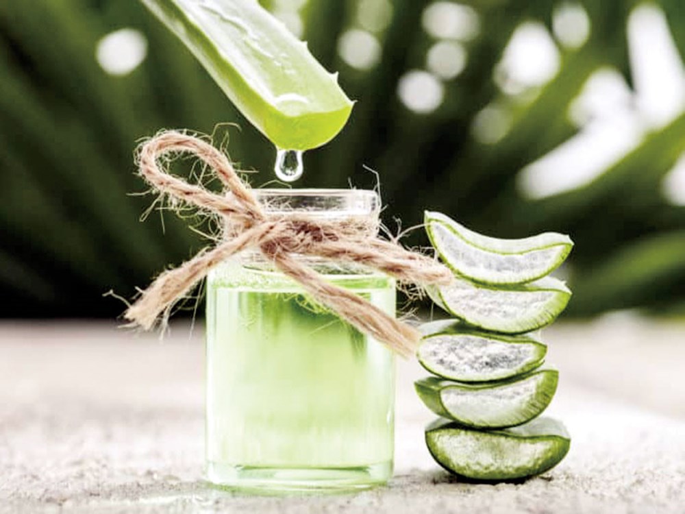 Nha đam 1 Nha đam 1