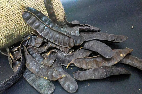 Dầu gội giúp tóc mọc nhanh dài và giảm rụng tóc từ bồ kết 1 Dầu gội giúp tóc mọc nhanh dài và giảm rụng tóc từ bồ kết 1