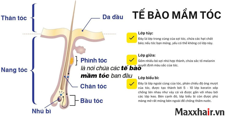 Cấu trúc và thành phần của sợi tóc 1 Cấu trúc và thành phần của sợi tóc 1