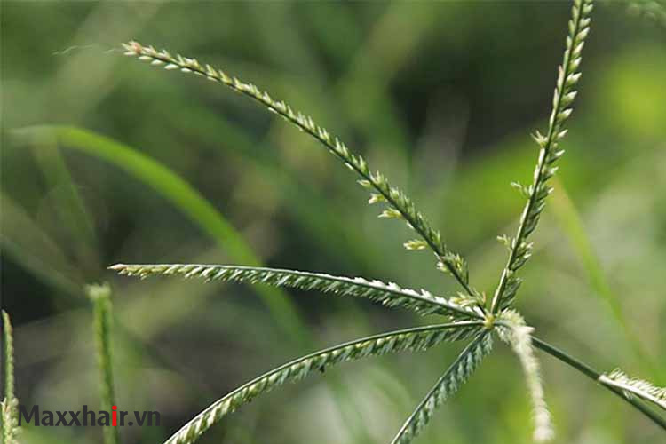 9. Cỏ mần trầu giúp tóc mọc dài, óng ả 1 9. Cỏ mần trầu giúp tóc mọc dài, óng ả 1