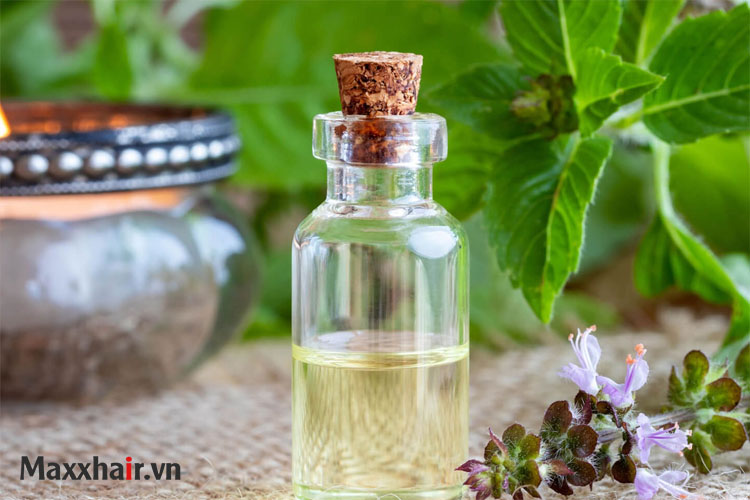8. Cách làm tóc mọc nhờ tinh dầu hương nhu 1 8. Cách làm tóc mọc nhờ tinh dầu hương nhu 1