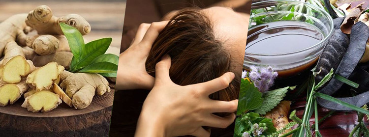 Cải thiện tình trạng rụng tóc, nang tóc yếu bằng bồ kết và gừng Cải thiện tình trạng rụng tóc, nang tóc yếu bằng bồ kết và gừng