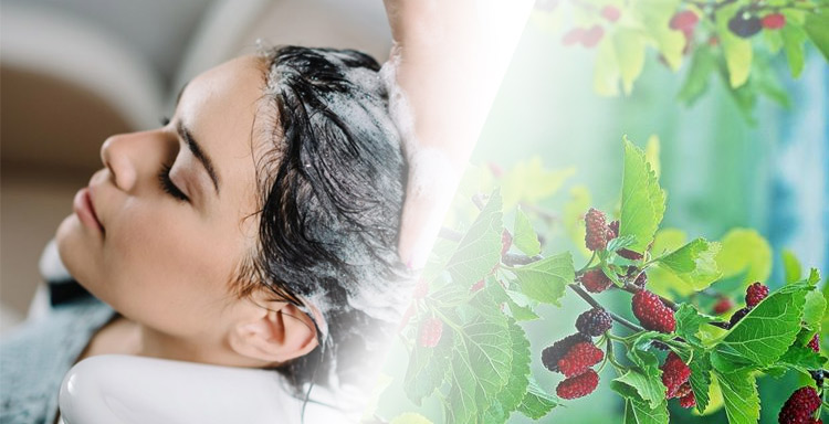 Lá dâu tằm là nguyên liệu không thể thiếu khi trị rụng tóc từ thiên nhiên Lá dâu tằm là nguyên liệu không thể thiếu khi trị rụng tóc từ thiên nhiên