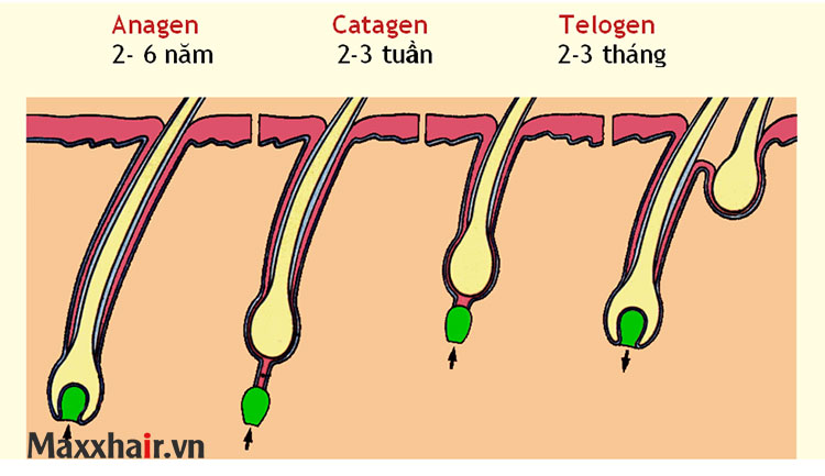 Rụng tóc Telogen là gì? 1 Rụng tóc Telogen là gì? 1