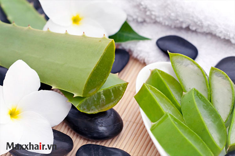 Cách chữa hói đầu ở nữ giới bằng nha đam 1 Cách chữa hói đầu ở nữ giới bằng nha đam 1