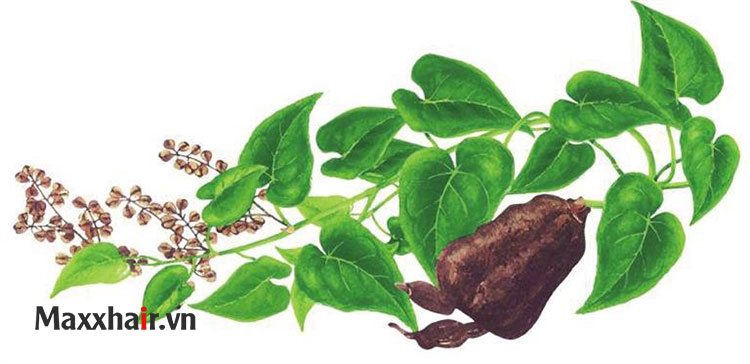 Phân loại 1 Phân loại 1