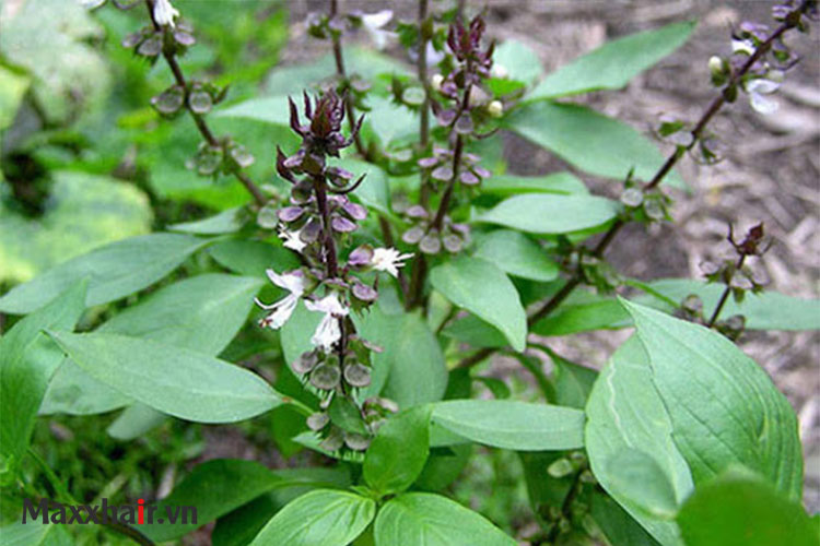 Dưỡng tóc cùng thảo dược thiên nhiên 1 Dưỡng tóc cùng thảo dược thiên nhiên 1