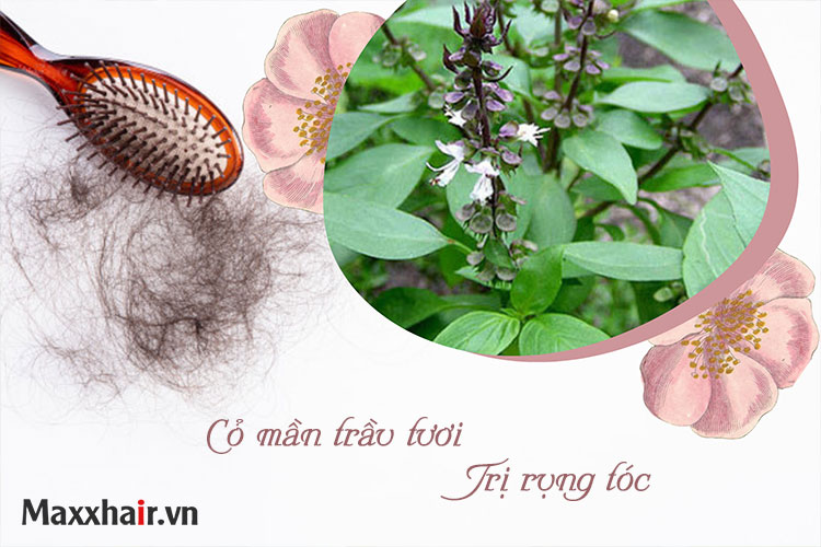 Cỏ mần trầu và lá hương nhu trị rụng tóc 1 Cỏ mần trầu và lá hương nhu trị rụng tóc 1