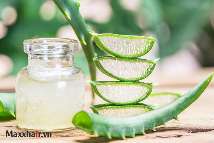 Nha đam (Lô hội) 1 Nha đam (Lô hội) 1