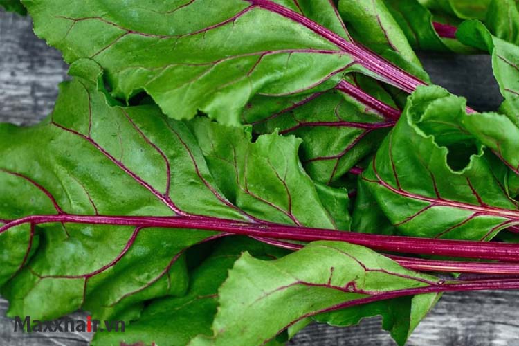 3. Trị rụng tóc bằng lá củ dền 1 3. Trị rụng tóc bằng lá củ dền 1