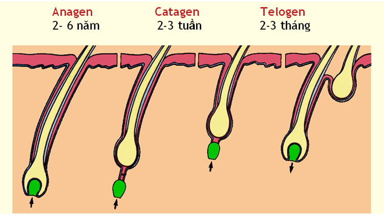 Quá trình phát triển của nang tóc Quá trình phát triển của nang tóc