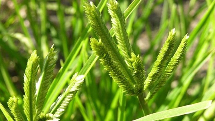 Mần trầu - cây cỏ trị rụng tóc